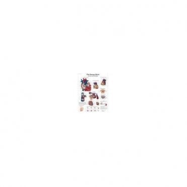 3B Scientific The Human Heart Chart (4006679) - Each