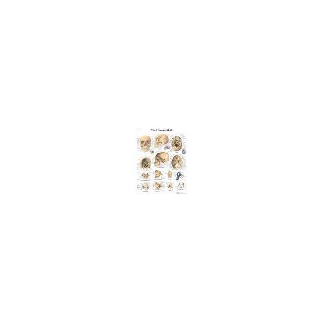 3B Scientific The Human Skull Chart (4006656) - Each