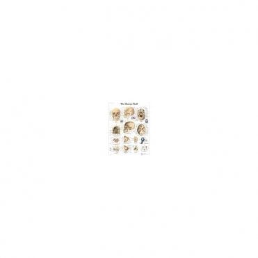 3B Scientific The Human Skull Chart (4006656) - Each