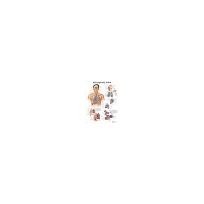 3B Scientific The Respiratory System Chart (4006675) - Each
