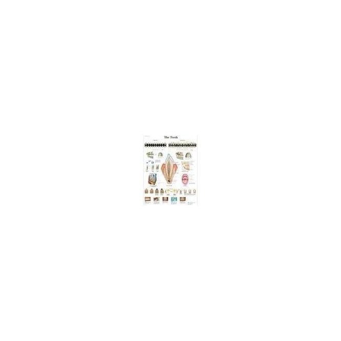 3B Scientific The Teeth Chart (4006672) - Each