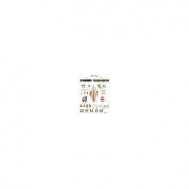 3B Scientific The Teeth Chart (4006672) - Each